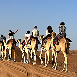Kamelreiten Oman - Kamel Safari Oman in Wahiba Sands