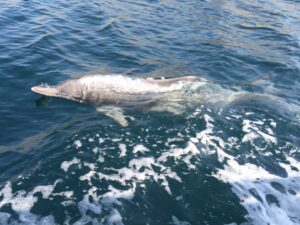 Indo-Pacific bottlenose dolphin