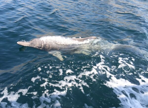 Indo-Pacific bottlenose dolphin