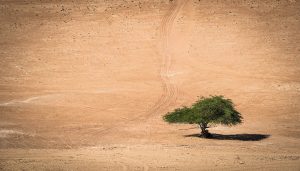 Fotoreise OMAN - Fotosafari - TOM ANG