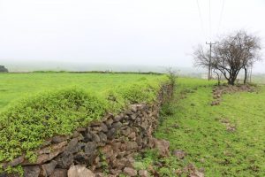 salalah wetter grün