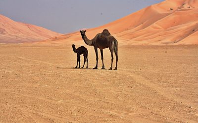 Salalah : Reise in die Rub Al Khali (Chali ) Wüste