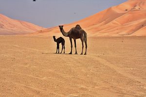 rub al chali rub al khali