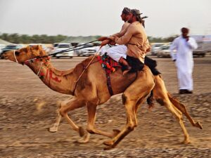 Camel Race