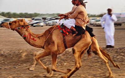 Kamelrennen im Oman