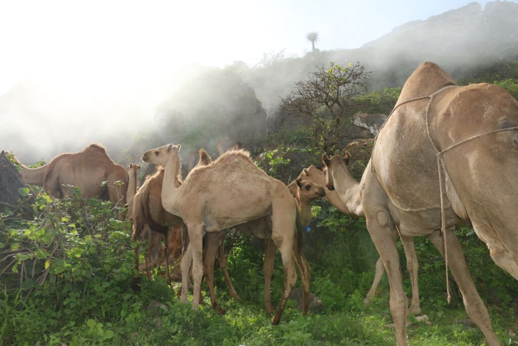 camel salalah