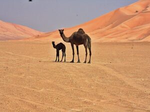 Tour Rub al Khali Arabias
