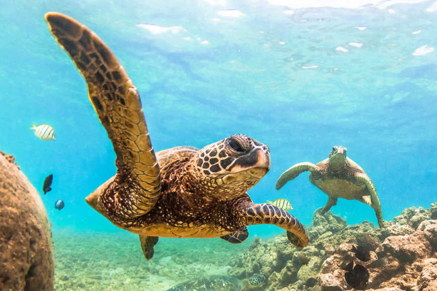 Home Page sea turtles Home Page sea turtles
