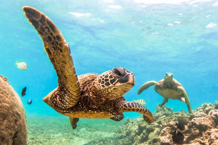 sea turtles